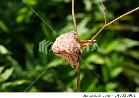 A praying mantis egg attached to a branch A praying mantis egg attached to a branch 140320961
