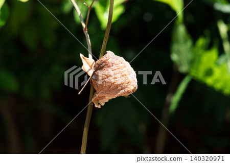 A praying mantis egg attached to a branch A praying mantis egg attached to a branch 140320971
