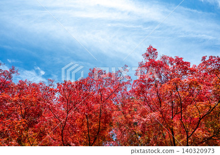 Bright red autumn leaves and a clear blue sky, a refreshing sky. Bright red autumn leaves and a clear blue sky, a refreshing sky. 140320973