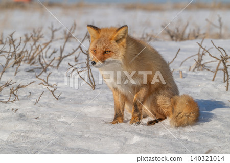 A red fox encountered on the roadside in Hokkaido A red fox encountered on the roadside in Hokkaido 140321014