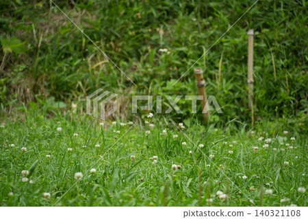 White clover White clover 140321108