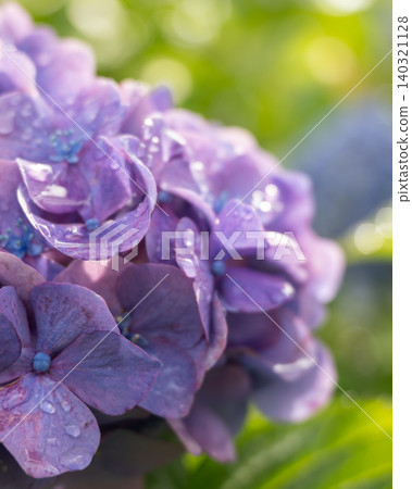 A scene of hydrangeas in bloom after the rain. A scene of hydrangeas in bloom after the rain. 140321128