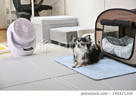 Summer heat relief for your dog: Circulator, cooling mat, cooling bed Summer heat relief for your dog: Circulator, cooling mat, cooling bed 140321204