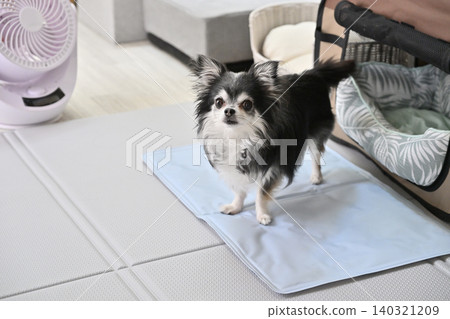 夏季狗狗降溫妙招:循環器、涼墊、涼床 夏季狗狗降溫妙招:循環器、涼墊、涼床 140321209