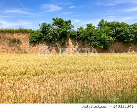 Wheat fields surrounded by lush greenery and loess cliffs in Baoji, Shaanxi Province, China. 140321341