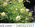 The roses blooming in the garden are so pretty!! The roses blooming in the garden are so pretty!! 140321557
