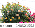 Yellow roses, red roses Yellow roses, red roses 140321558