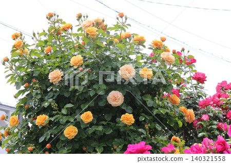 Yellow roses, red roses 140321558