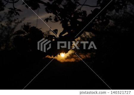 A person climbing a pine tree A person climbing a pine tree 140321727