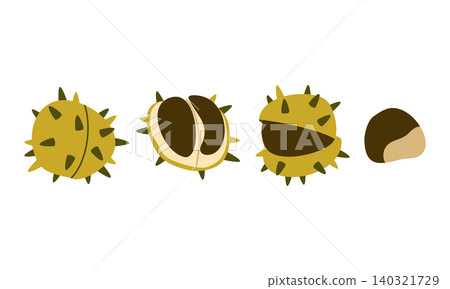 Autumn Chestnut Vector Set Flat Geometric Forest Seed Opening Stages Isolated Autumn Chestnut Vector Set Flat Geometric Forest Seed Opening Stages Isolated 140321729