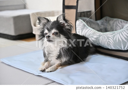Chihuahua dozing off on a cooling mat; cooling mat, cooling bed Chihuahua dozing off on a cooling mat; cooling mat, cooling bed 140321752