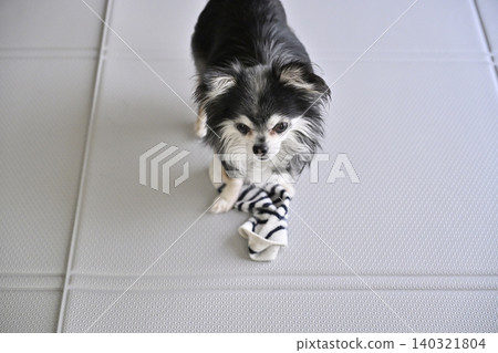 A Chihuahua dog playing with its beloved owner's recently removed socks. 140321804