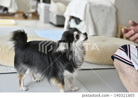 A Chihuahua dog playing with its beloved owner's recently removed socks. 140321805