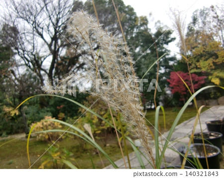 Tofukuji sub-temple Shorinji 140321843