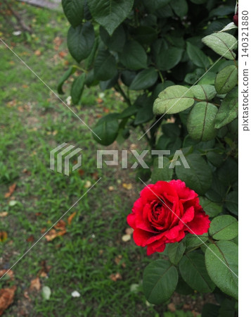 A beautiful red rose in bloom at a rose garden in Yamaguchi Prefecture. Vertical orientation with water droplets and a wide background blur for ample copy space. 140321880