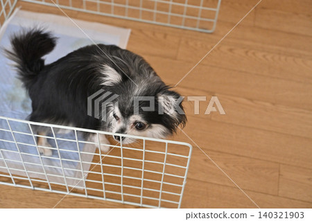 Toilet training for your dog: Using a wire mesh enclosure for practice (Chihuahua) Toilet training for your dog: Using a wire mesh enclosure for practice (Chihuahua) 140321903
