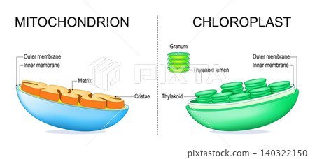 Mitochondrion and chloroplast internal structure comparison. Plant cell and animal cell organelle Mitochondrion and chloroplast internal structure comparison. Plant cell and animal cell organelle 140322150