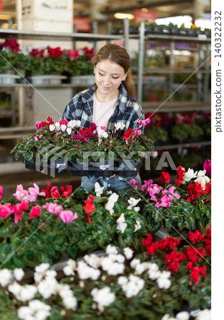 Girl of flower shop tends to cyclamen flowers Girl of flower shop tends to cyclamen flowers 140322232