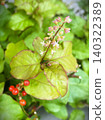 White flowers and red berries of the Coralberry 002 140322389