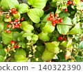 White flowers and red berries of the Coralberry 003 140322390