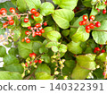 Red berries of the coral tree 004 140322391