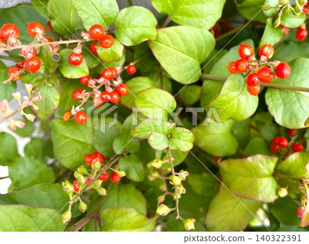 Red berries of the coral tree 004 Red berries of the coral tree 004 140322391