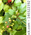 The young fruits of the coralberry plant gradually turn red. 005 140322392