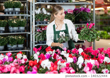 Female employee of flower greenhouse tends to cyclamen flowers Female employee of flower greenhouse tends to cyclamen flowers 140322444