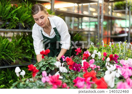 Large supply of cyclamen blossom plants in warehouse flower shop, female employee work with goods Large supply of cyclamen blossom plants in warehouse flower shop, female employee work with goods 140322460