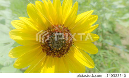 Large sunflower blossoms that shine as brightly as the midsummer sun. Large sunflower blossoms that shine as brightly as the midsummer sun. 140322540