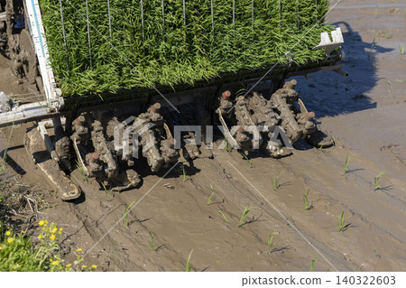 Close-up of the planting section and mud of a rice transplanter. Close-up of the planting section and mud of a rice transplanter. 140322603