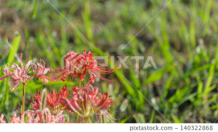 Red spider lilies illuminated by the soft light of twilight. Red spider lilies illuminated by the soft light of twilight. 140322868