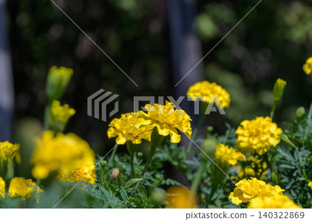 Yellow marigolds blooming vibrantly in the strong sunlight. Yellow marigolds blooming vibrantly in the strong sunlight. 140322869