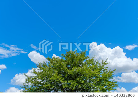 新生的綠樹伸向蔚藍的天空和潔白的積雨雲。 140322906