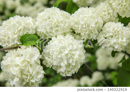 Japanese snowball bush in full bloom (Ashikaga Flower Park) Japanese snowball bush in full bloom (Ashikaga Flower Park) 140322919