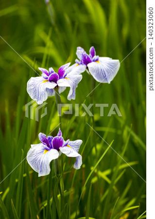 Fukiage Iris Park, Ome City, Tokyo - Japanese Irises Fukiage Iris Park, Ome City, Tokyo - Japanese Irises 140323060