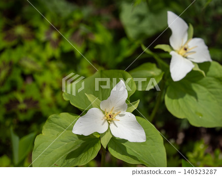 Ooba nano enlivis Ooba nano enlivis 140323287