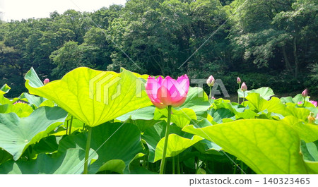 Flowers blooming in the lotus pond, bathed in the early summer sun. Flowers blooming in the lotus pond, bathed in the early summer sun. 140323465