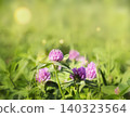 Close up photo of two blooming red clover flowers with pinkish purple petals and green leaves. 140323564