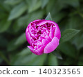 Close up photo of one pink peony flowers in partial bloom with layered petals and vivid coloration. 140323565