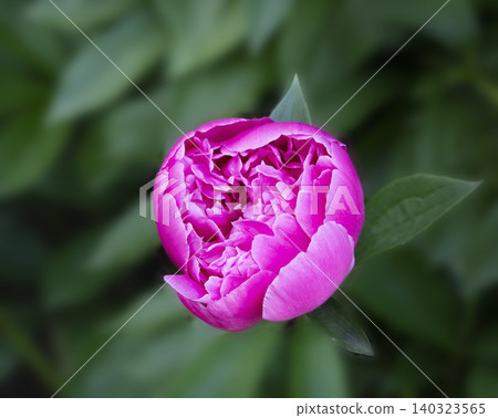 Close up photo of one pink peony flowers in partial bloom with layered petals and vivid coloration. Close up photo of one pink peony flowers in partial bloom with layered petals and vivid coloration. 140323565