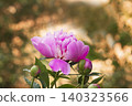 Close up photo of one pink peony flowers in partial bloom with layered petals and vivid coloration. 140323566