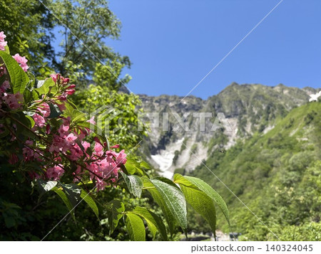 Pink Weigela flowers blooming against the backdrop of the snow-covered rock face of Ichinokurasawa in Tanigawa-dake. Pink Weigela flowers blooming against the backdrop of the snow-covered rock face of Ichinokurasawa in Tanigawa-dake. 140324045