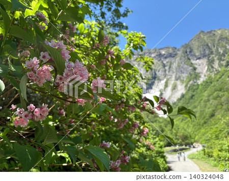 Pink Weigela flowers blooming against the backdrop of the snow-covered rock face of Ichinokurasawa in Tanigawa-dake. Pink Weigela flowers blooming against the backdrop of the snow-covered rock face of Ichinokurasawa in Tanigawa-dake. 140324048