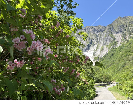 Pink Weigela flowers blooming against the backdrop of the snow-covered rock face of Ichinokurasawa in Tanigawa-dake. Pink Weigela flowers blooming against the backdrop of the snow-covered rock face of Ichinokurasawa in Tanigawa-dake. 140324049