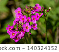 Clinic 140324152