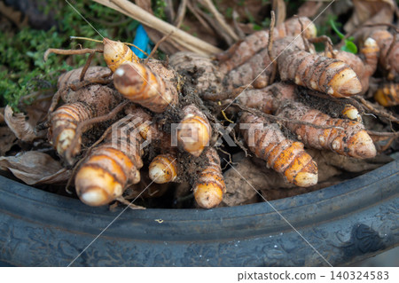 Fresh Turmeric Harvest in Soil, Organic Curcuma Roots from Agricultural Farm 140324583
