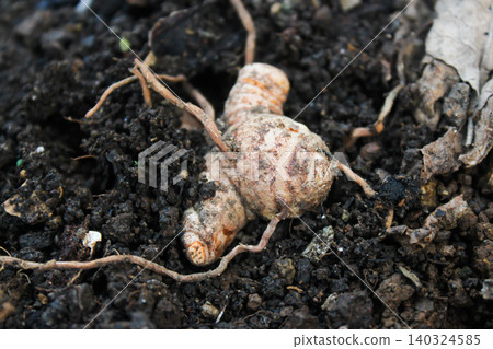 Organic Turmeric Rhizome in Soil Fresh Curcuma Root Growing Naturally 140324585
