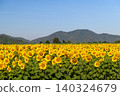 Sunflower Field with Mountain View Under Clear Sky 140324679