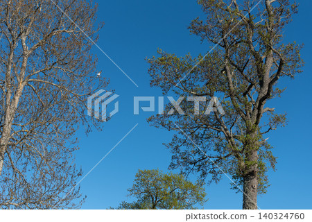 tall deciduous trees against clear blue spring sky 140324760